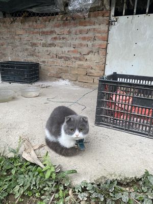 Mèo Xiêm Xám trắng