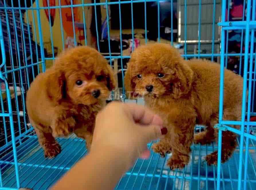 Chó Poodle Nâu đỏ Nhỏ nhắn Lông xoăn. Mua bán Chó tại Thành phố Trà Vinh Trà Vinh được đăng bởi Nguyễn Thị Huỳnh Mai hình 1