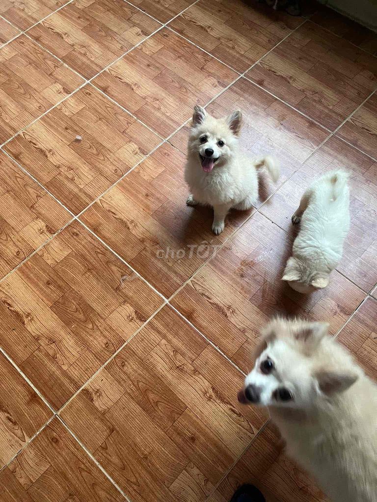 Chó Phốc sóc cái đực đã tiêm. Mua bán Chó tại Huyện Hoài Đức Hà Nội được đăng bởi Lạc Lạc  hình 1