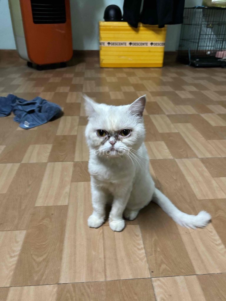 Mèo Cái Trắng. Mua bán Mèo tại Thành phố Hải Dương Hải Dương được đăng bởi HUY NGUYEN DUC hình 1