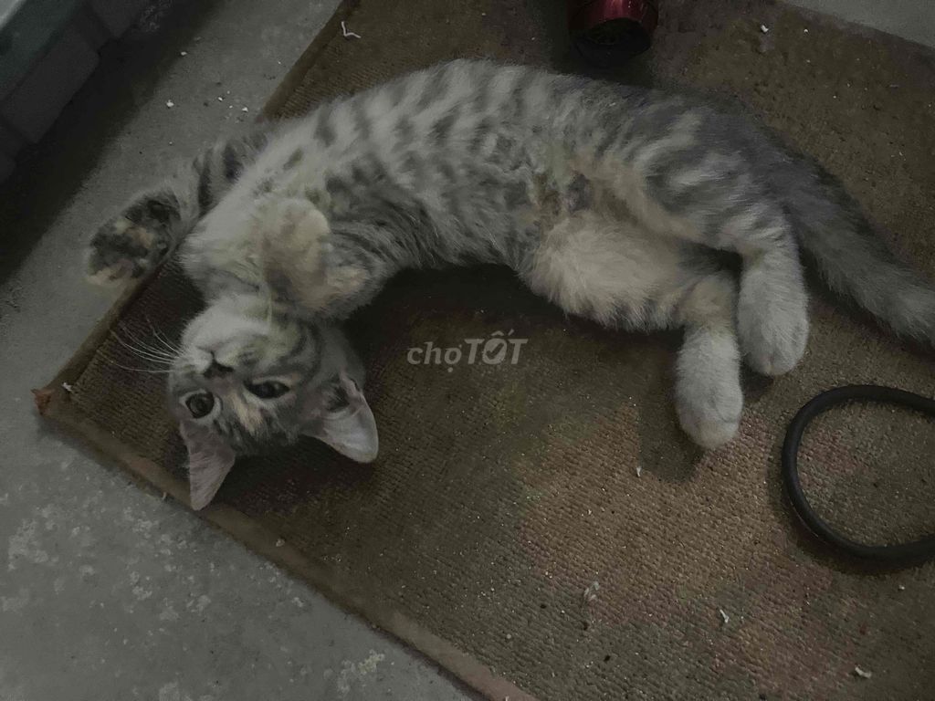 Mèo Anh lông dài cái. Mua bán Mèo tại Quận Liên Chiểu Đà Nẵng được đăng bởi Pham Tai hình 1