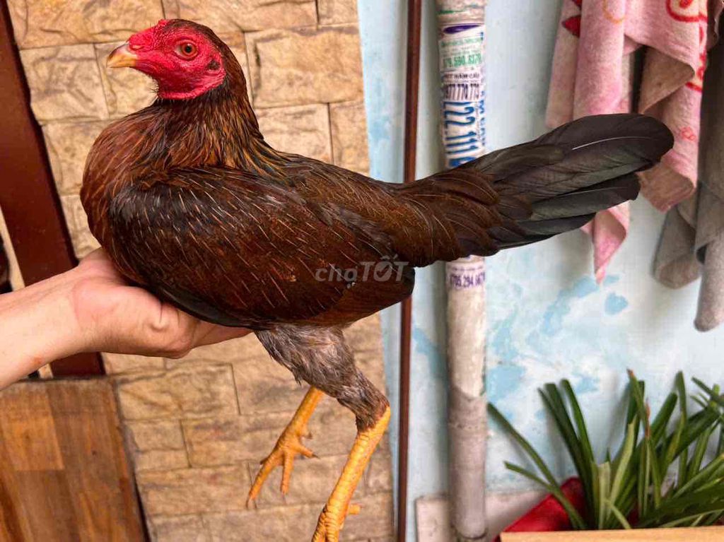 Gà chọi Cuban mã lại nâu đen. Mua bán Gà tại Quận Tân Bình Tp Hồ Chí Minh được đăng bởi gà nòi hình 1