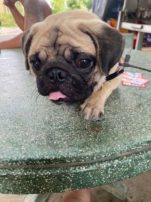 Chó Pug Đực Vàng Kem Trưởng Thành