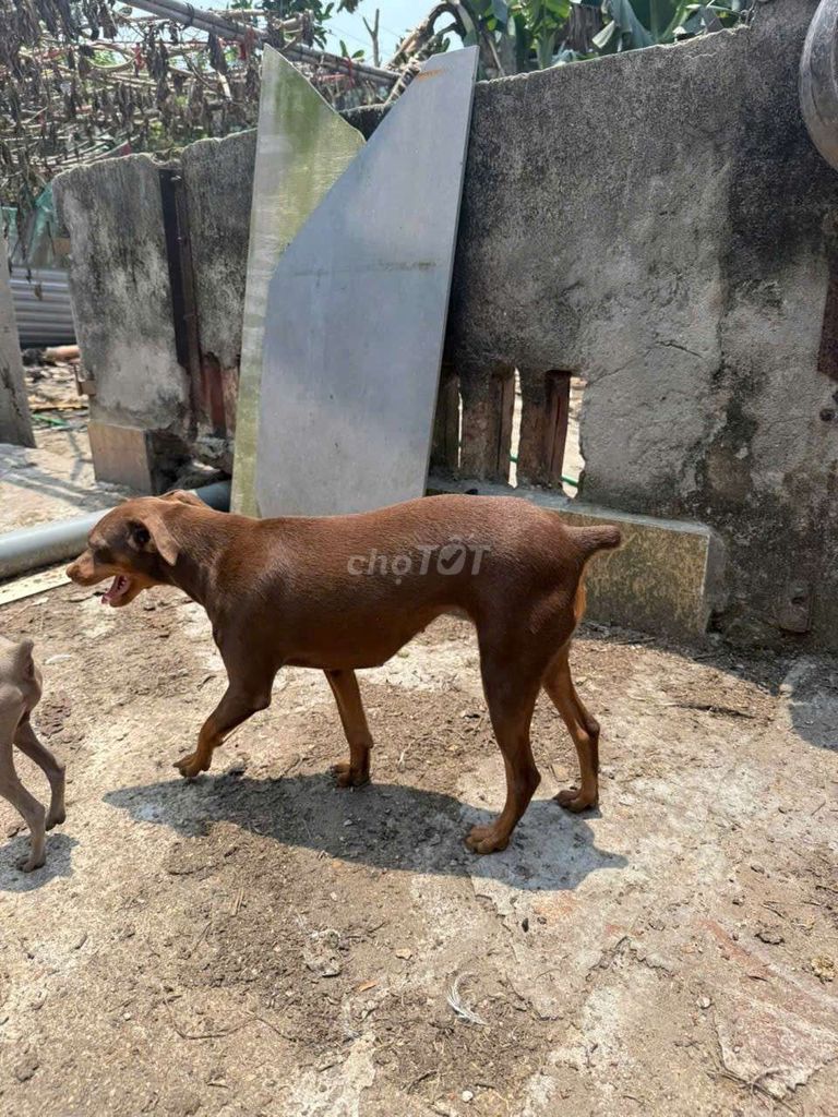 Chó Phốc Hươu To Cái 1 Năm tại Thường Tín Hanoi. Mua bán Chó tại Huyện Thường Tín Hà Nội được đăng bởi Tạ Quang Bẩy hình 1