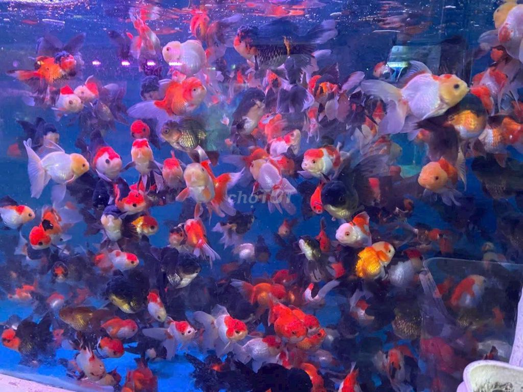Cá Oranda nhiều màu 2-3 ngón tay. Mua bán Thú cưng khác tại Huyện Nhà Bè Tp Hồ Chí Minh được đăng bởi Chú Cá Nhỏ  hình 1