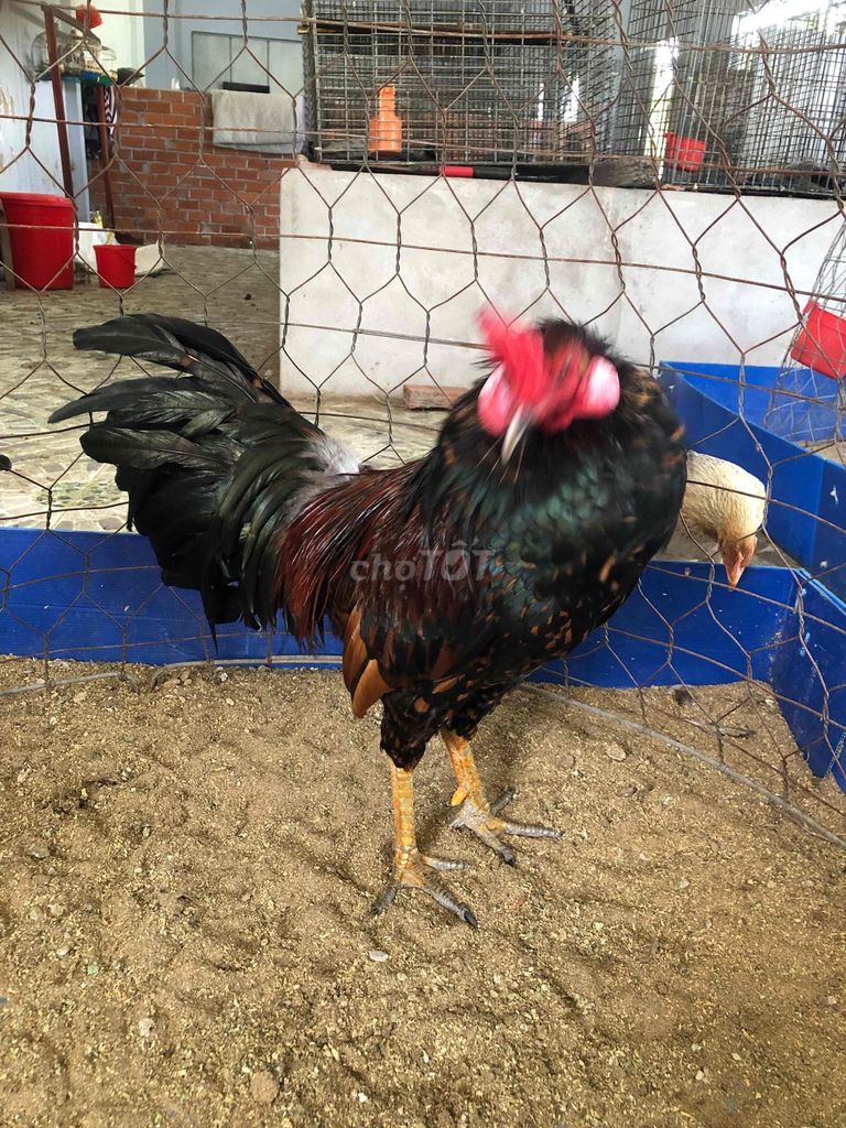 Gà chọi đực 2.8kg. Mua bán Gà tại Huyện Châu Thành Sóc Trăng được đăng bởi Tăng Thiện Tín hình 1