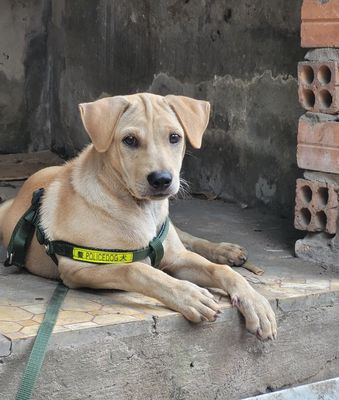 Không chăm được cần bán em chó cỏ (tặng kèm dây). Mua bán Chó tại Thành phố Biên Hòa Đồng Nai được đăng bởi Gioi Nguyen Thi Bien