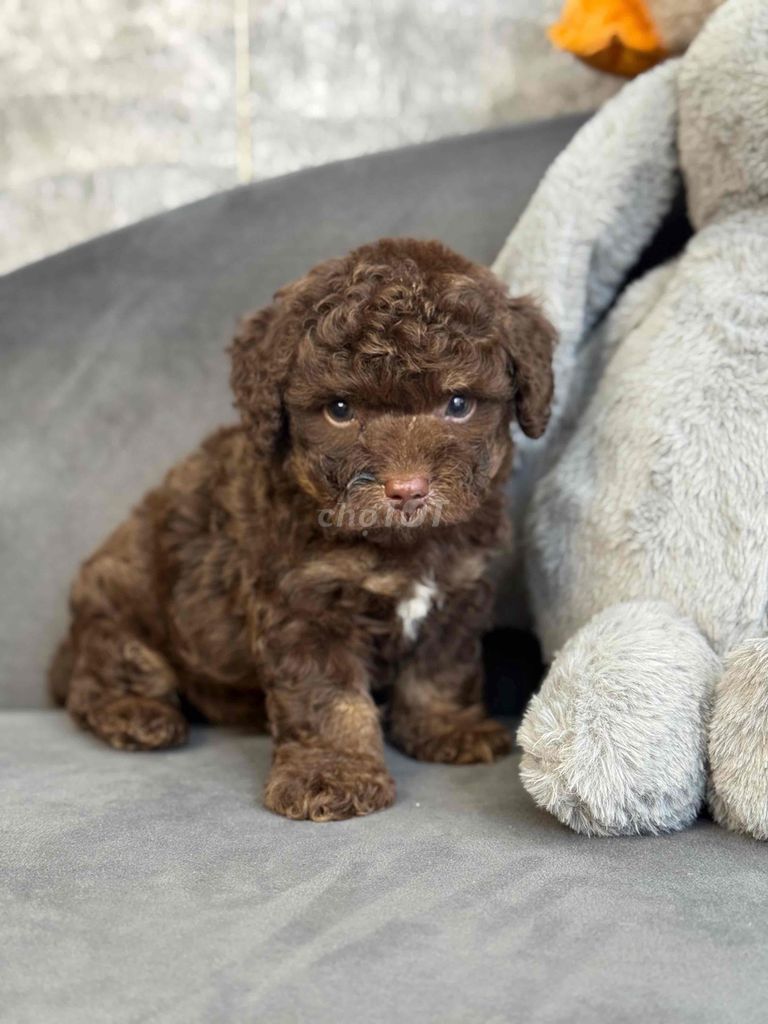 poodle màu sô cô la rất hiếm (ảnh thật ). Mua bán Chó tại Quận Tân Bình Tp Hồ Chí Minh được đăng bởi Minh vương hình 3