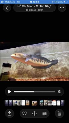 Cá YLS Hơn 35cm Khỏe mạnh