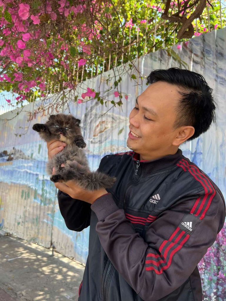 HCM Vũng Tàu bán mèolông dài mặt tròn như bánh bao. Mua bán Mèo tại Quận 5 Tp Hồ Chí Minh được đăng bởi Miss An hình 2