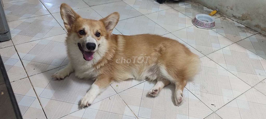 Chó Corgi Nâu trắng đã tiêm phòng. Mua bán Chó tại Quận Thanh Xuân Hà Nội được đăng bởi Tên chưa cung cấp hình 1