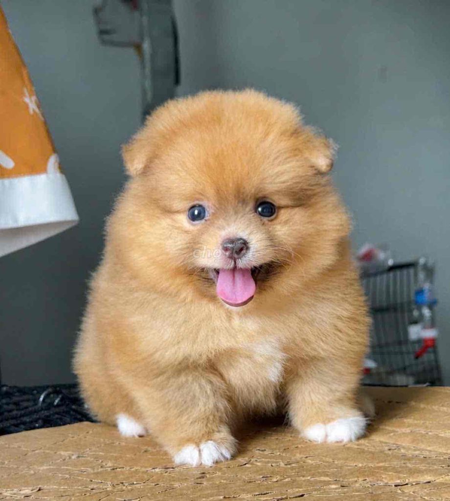 Chó Phốc Sóc nhỏ đã tiêm phòng. Mua bán Chó tại Huyện Bình Chánh Tp Hồ Chí Minh được đăng bởi pom pet sài gòn hình 1