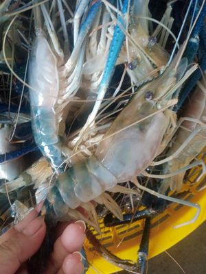 Tôm càng xanh trắng 20 con/kg. Mua bán Đồ ăn, thực phẩm và các loại khác tại Quận Gò Vấp Tp Hồ Chí Minh được đăng bởi Vuong