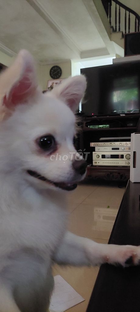 Chó Phốc Sóc trắng, hơn 1 năm tuổi,Cân nặng 3,5 kg. Mua bán Chó tại Quận Long Biên Hà Nội được đăng bởi 352 nvc hình 2