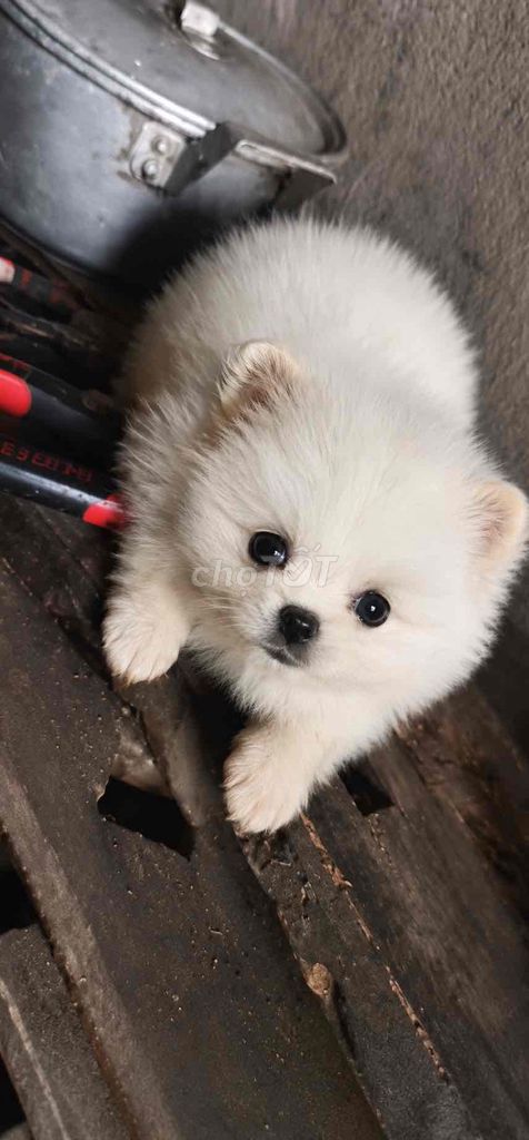 Chó Phốc Sóc Mini Trắng Thuần chủng. Mua bán Chó tại Quận Ba Đình Hà Nội được đăng bởi Nguyễn Minh Thành hình 1