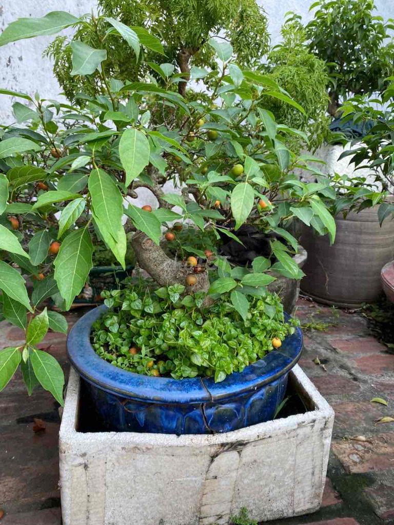 Sung bonsai khỏe đẹp. Mua bán Cây cảnh, đồ trang trí tại Huyện Hoài Đức Hà Nội được đăng bởi anh vu hình 1