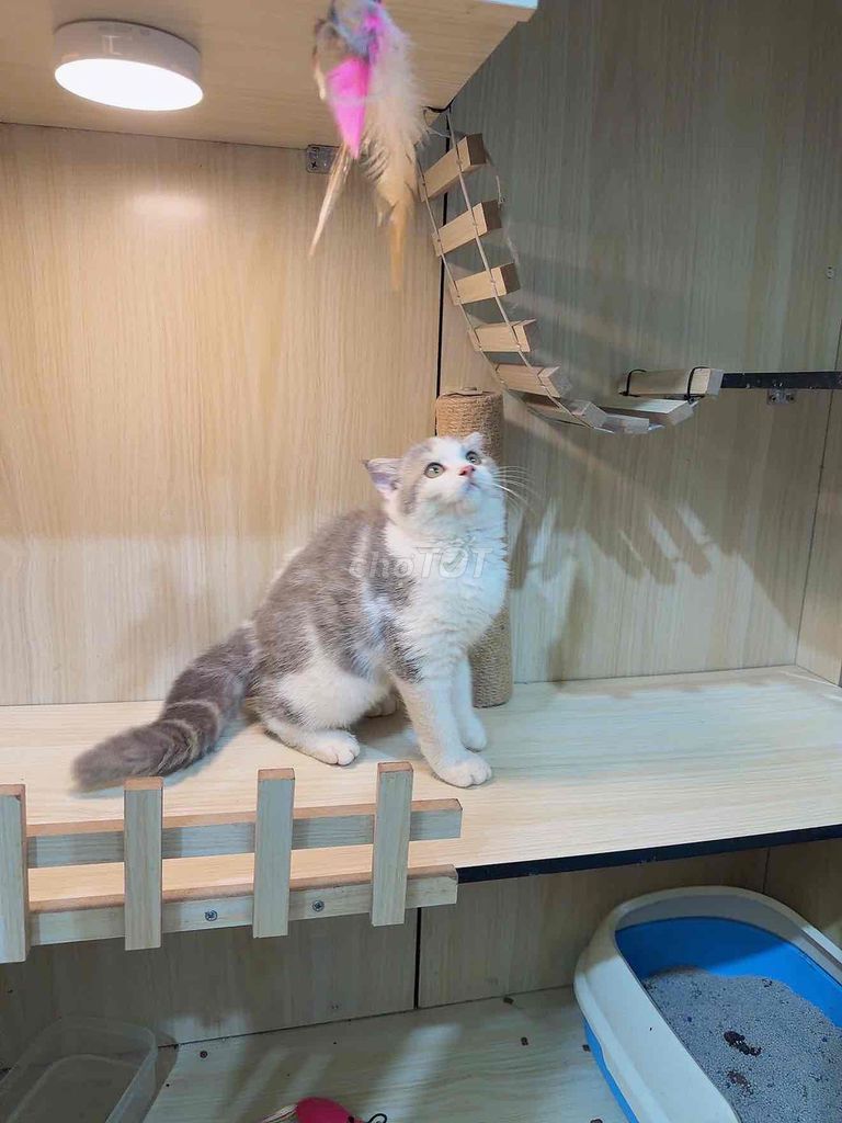 mèo anh lông ngắn bicolor. Mua bán Mèo tại Quận Bình Tân Tp Hồ Chí Minh được đăng bởi Trang Nguyễn hình 1