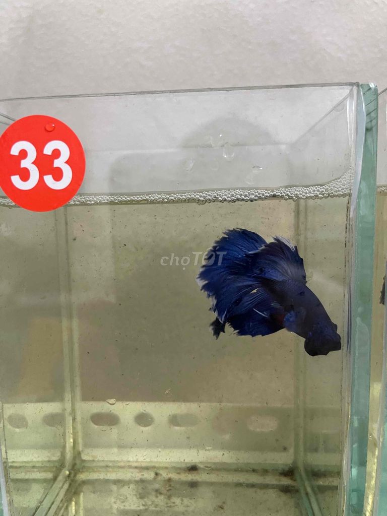 Cá Betta HaflMoon giá rẻ. Mua bán Thú cưng khác tại Quận 8 Tp Hồ Chí Minh được đăng bởi Phúc Nguyễn hình 4