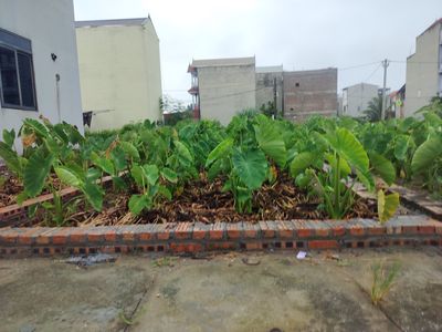 💥TỔ 9 THỊ TRẤN QUANG MINH Ô TÔ ĐỖ CỬA-GẦN BÌA LÀNG. Diện tích 52 m2. Mua bán đất tại Huyện Mê Linh Hà Nội được đăng bởi Nguyễn Văn Mùi 