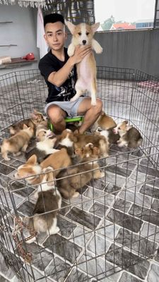 Chó Corgi chân ngắn thân thiện