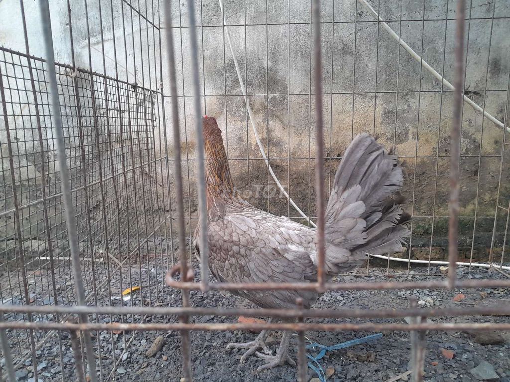 Gà mái Cuban xám 1.1kg. Mua bán Gà tại Huyện Hóc Môn Tp Hồ Chí Minh được đăng bởi Hiệu Chuyên Đổ Gà Lai 45 tuổi  hình 1