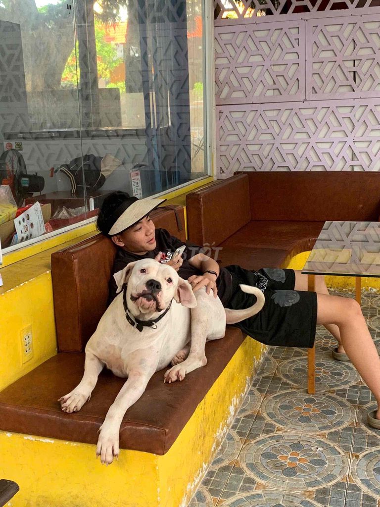 Chó dogo màu Trắng. Mua bán Chó tại Thành phố Buôn Ma Thuột Đắk Lắk được đăng bởi Hoàng hình 1