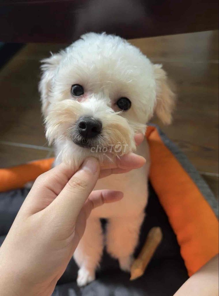 Chó Poodle trắng 7 tháng. Mua bán Chó tại Quận Tân Bình Tp Hồ Chí Minh được đăng bởi Trúc hình 1