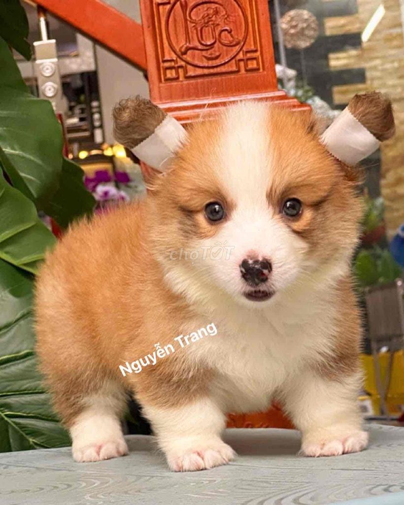 chó corgi thuần chủng xiu kute. Mua bán Chó tại Quận Bình Tân Tp Hồ Chí Minh được đăng bởi Trang  hình 2