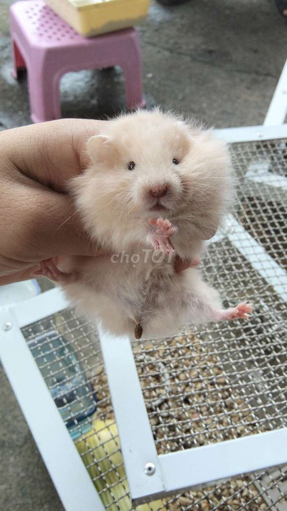 Bear thường 1 tháng tuổi. Mua bán Thú cưng khác tại Huyện Hóc Môn Tp Hồ Chí Minh được đăng bởi Quyên hình 1