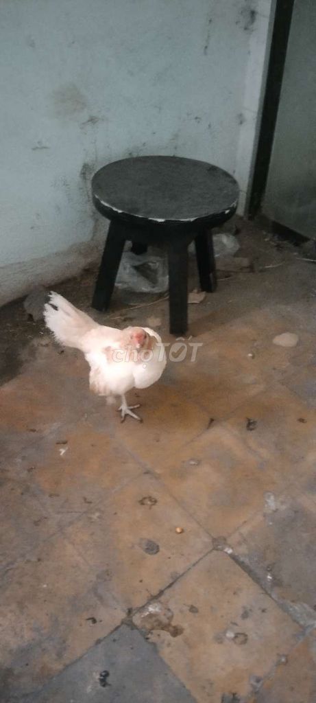 Gà mái siu lai tre bắc Cái. Mua bán Gà tại Huyện Hóc Môn Tp Hồ Chí Minh được đăng bởi GÀ TRE KIỂNG  hình 1