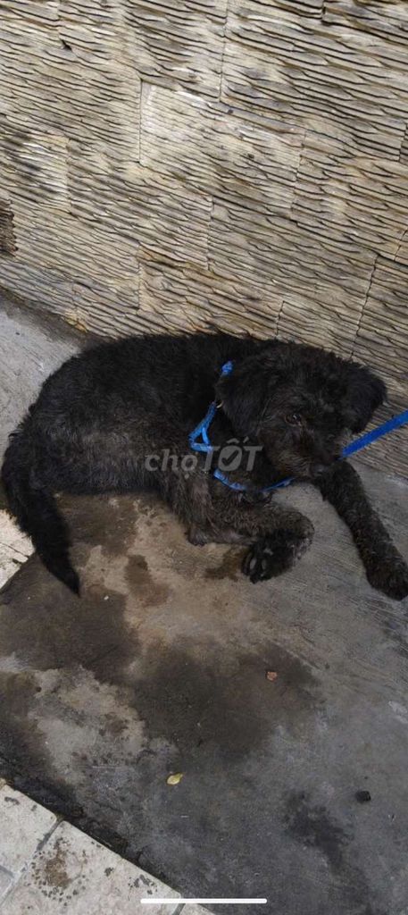 Chó Poodle đen dưới 3 tháng. Mua bán Chó tại Quận 8 Tp Hồ Chí Minh được đăng bởi Minh Thư hình 1