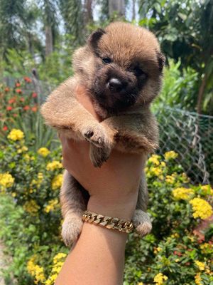Shiba baby nè cô chú ơi