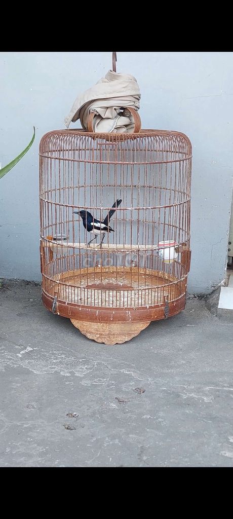 chòe bổi to con ms1672. Mua bán Chim tại Quận Cái Răng Cần Thơ được đăng bởi Nguyễn Nam hình 1