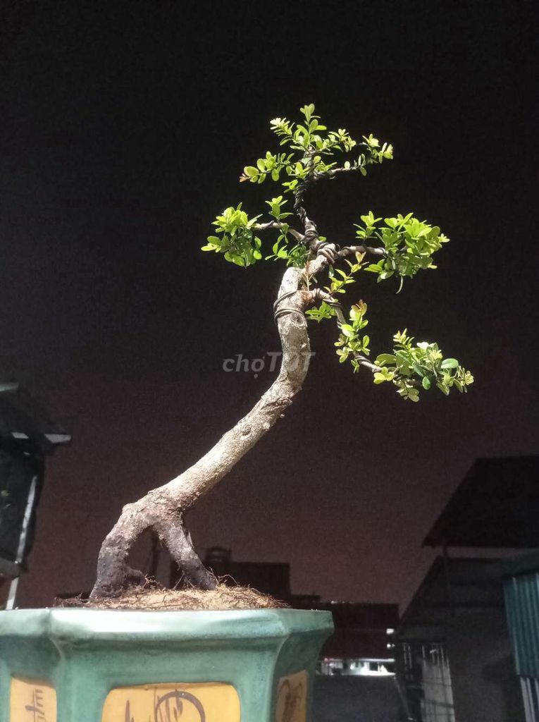 Cây Hải châu bonsai