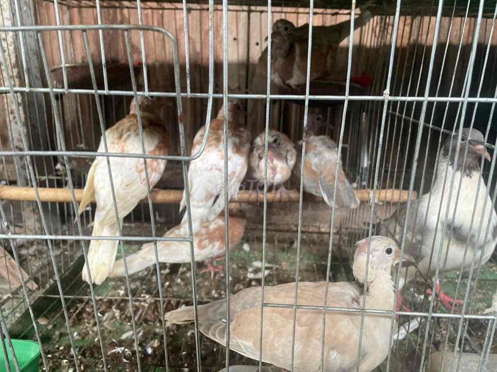 Chim Cu gáy nhiều màu. Mua bán Chim tại Quận 12 Tp Hồ Chí Minh được đăng bởi Tài hình 1