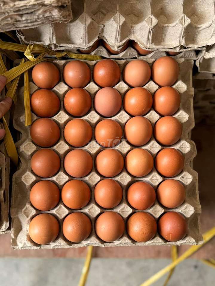 Trứng gà so 1 chục trứng 20k