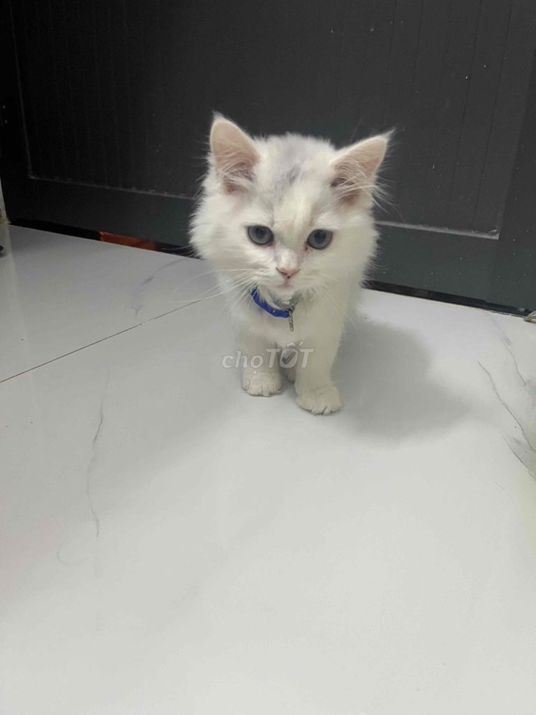 Mèo Anh lông ngắn Trắng. Mua bán Mèo tại Quận 7 Tp Hồ Chí Minh được đăng bởi Hieu dang quoc hình 1