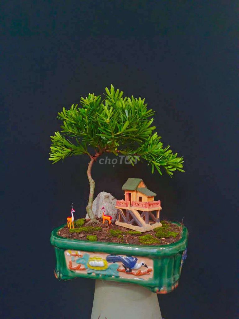 Cây Tùng Kim Cuong bonsai cao 25cm