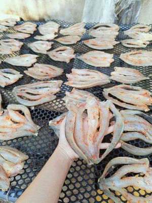 KHÔ CÁ LÓC 1 NẮNG 140K/KG. Mua bán Đồ ăn, thực phẩm và các loại khác tại Quận 12 Tp Hồ Chí Minh được đăng bởi Phạm Thanh Điền