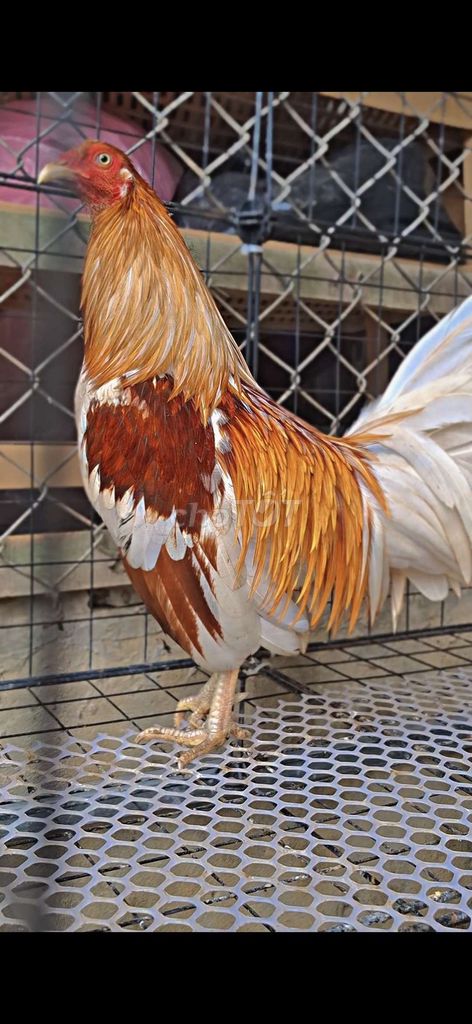 Gà Tre Mỹ Camelo. Mua bán Gà tại Huyện Châu Phú An Giang được đăng bởi La Hưng hình 1