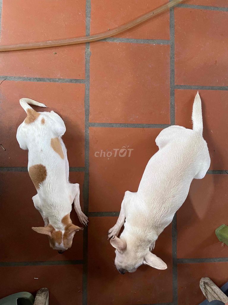 chihuahua cái trưởng thành