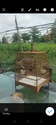 thanh lý con 5 màu mồi bông lưng chém cánh. Mua bán Chim tại Quận Bình Tân Tp Hồ Chí Minh được đăng bởi cu lì