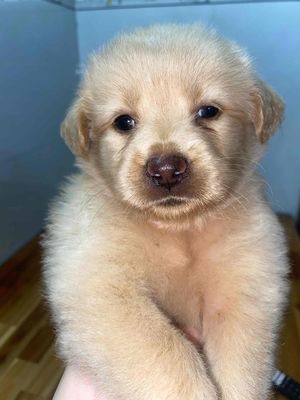 CHÓ CỎ LAI LÔNG XÙ TAI CỤP. Mua bán Chó tại Quận Bình Thạnh Tp Hồ Chí Minh được đăng bởi Yên Đan