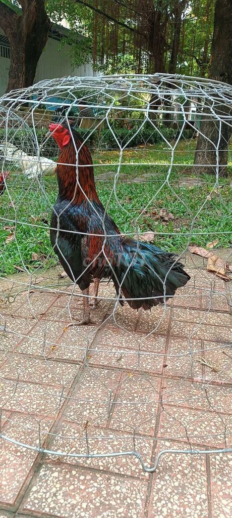 Gà giống 2.5-3kg Đen, Đỏ. Mua bán Gà tại Quận Bình Tân Tp Hồ Chí Minh được đăng bởi Lê Duy Linh hình 1