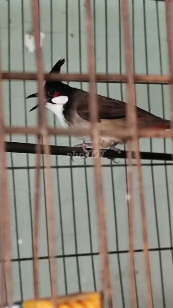 Chim chào mào bổi gia Lai. Mua bán Chim tại Quận Tân Phú Tp Hồ Chí Minh được đăng bởi Hiếu hình 1