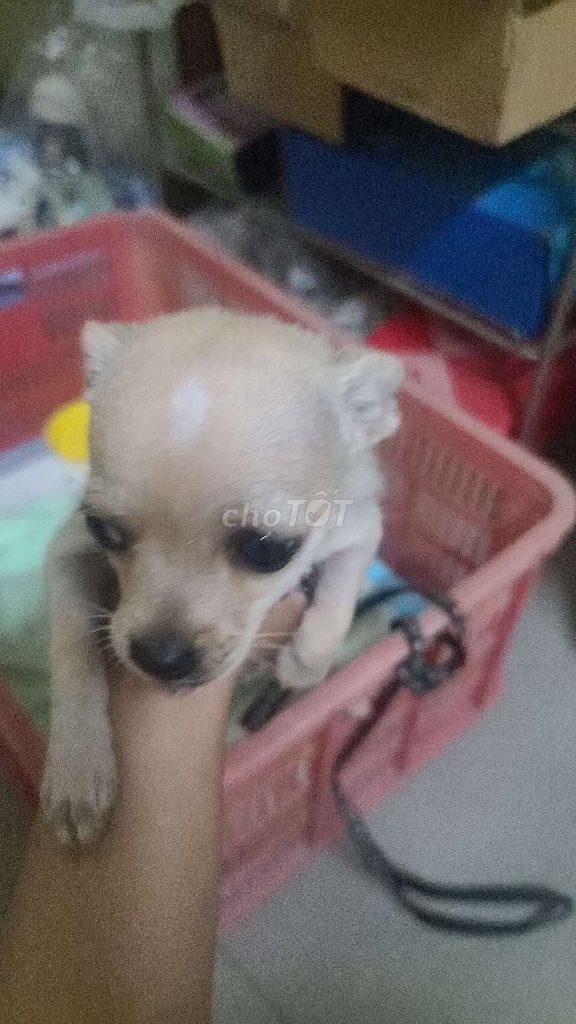 Chó Chihuahua nhỏ màu Kem. Mua bán Chó tại Thành phố Biên Hòa Đồng Nai được đăng bởi Đỗ Quân hình 1