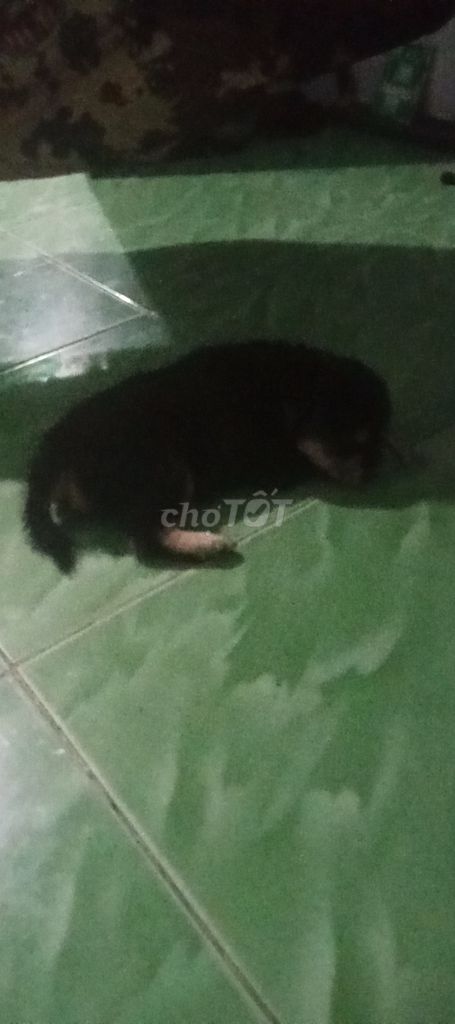 Chó Nhật lông xù cái Đen vàng. Mua bán Chó tại Thành phố Thuận An Bình Dương được đăng bởi Phạm Trần dung hình 1