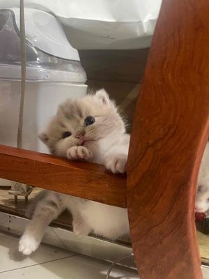 Mèo Anh lông ngắn trắng xám 2 tháng