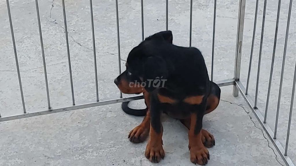 Rottweiler Cái...12