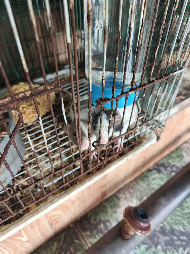 Chuột Dumbo Rat Baby Trắng đen. Mua bán Thú cưng khác tại Quận Bình Tân Tp Hồ Chí Minh được đăng bởi Nguyen Quyen hình 1